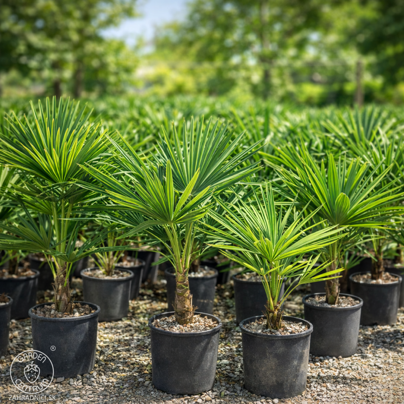 Obrázok Palma konopná (Trachycarpus fortunei) - výška 60-80 cm, výška kmeňa 10-15 cm, kont. C10L (-17°C)